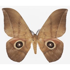 /filer/webapps/moths/media/images/T/turlini_Lobobunaea_AM_Basquina.jpg