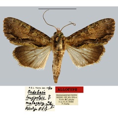 /filer/webapps/moths/media/images/M/malagasy_Oedebasis_AT_MNHN.jpg