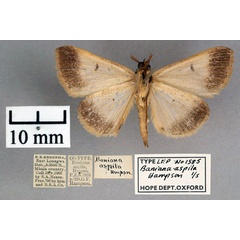 /filer/webapps/moths/media/images/A/aspila_Baniana_PT_OUMNH_02.jpg