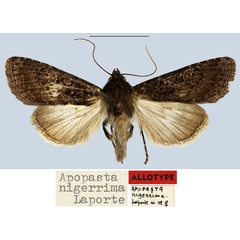 /filer/webapps/moths/media/images/N/nigerrima_Apospasta_AT_MNHN.jpg