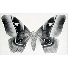 /filer/webapps/moths/media/images/C/congolensis_Bunaea_HT_Oberthur_1910-Fa.jpg