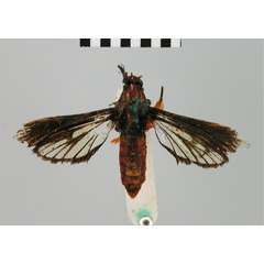 /filer/webapps/moths/media/images/U/uranopla_Grypopalpia_STF_BMNH.jpg
