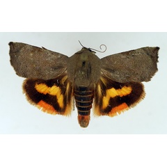 /filer/webapps/moths/media/images/O/occidentalium_Hyblaea_AM_TMSA.jpg
