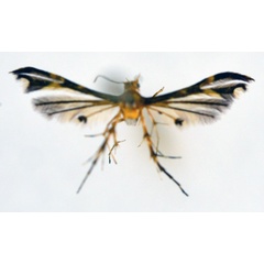 /filer/webapps/moths/media/images/P/peterseni_Walsinghamiella_PT_NHMO.jpg
