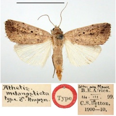 /filer/webapps/moths/media/images/M/melanosticta_Athetis_HT_BMNH.jpg