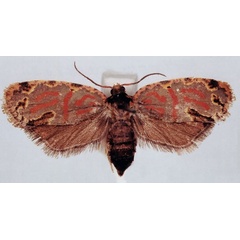 /filer/webapps/moths/media/images/E/ebogoana_Plinthograptis_HT_BMNH.jpg
