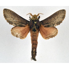 /filer/webapps/moths/media/images/E/elgonensis_Braura_AM_NHMO.jpg