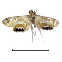 /filer/webapps/moths/media/images/P/principensis_Eoophyla_HT_BMNH.jpg