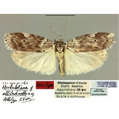 /filer/webapps/moths/media/images/A/altitudinella_Herbulotiana_AT_MNHN.jpg