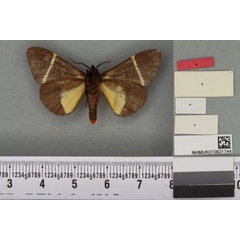 /filer/webapps/moths/media/images/P/pluto_Fodinoidea_PT_BMNHb.jpg