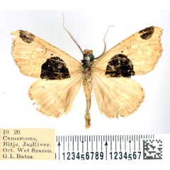 /filer/webapps/moths/media/images/M/magniplaga_Marcipa_AM_BMNH.jpg