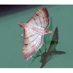 /filer/webapps/moths/media/images/T/trapezalis_Cnaphalocrocis_A_Simon.jpg