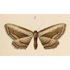 /filer/webapps/moths/media/images/A/albostriata_Phibalapteryx_STM_Voeltzkow_6-01.jpg