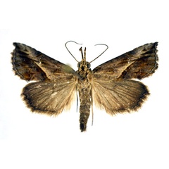 /filer/webapps/moths/media/images/A/angulalis_Zekelita_AM_NHMO.jpg
