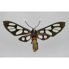 /filer/webapps/moths/media/images/M/miozona_Amata_HT_BMNH.jpg