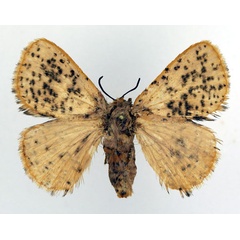 /filer/webapps/moths/media/images/M/microsticta_Scotinocerides_AF_Basquin.jpg