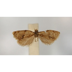 /filer/webapps/moths/media/images/B/brachyptycta_Clepsis_ST4_RMCA_01.jpg