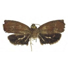 /filer/webapps/moths/media/images/U/ueleana_Grapholita_HT_RMCA.jpg