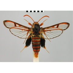 /filer/webapps/moths/media/images/C/callosoma_Megalosphecia_HT_BMNH.jpg