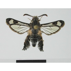 /filer/webapps/moths/media/images/G/gypsospora_Agriomelissa_AF_SMNS.jpg