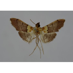 /filer/webapps/moths/media/images/F/fumosa_Agrotera_STM_BMNH.jpg
