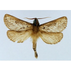 /filer/webapps/moths/media/images/H/homoterma_Eudalaca_AF_TMSA.jpg