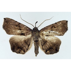 /filer/webapps/moths/media/images/Z/zethesia_Trichopalpina_AM_TMSA_01.jpg
