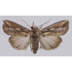 /filer/webapps/moths/media/images/F/fissifascia_Leucania_AM_BMNH_02.jpg