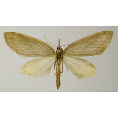 /filer/webapps/moths/media/images/D/decolorata_Protosteira_PTF_ZSMb.jpg