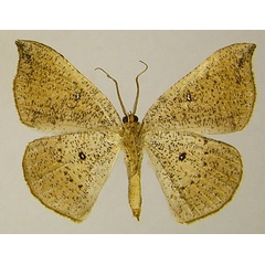 /filer/webapps/moths/media/images/O/ommatoclesis_Epigynopteryx_AF_ZSMb.jpg