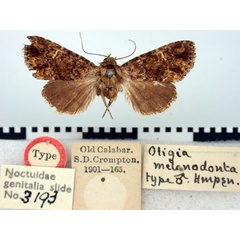 /filer/webapps/moths/media/images/M/melanodonta_Oligia_HT_BMNH.jpg