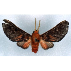 /filer/webapps/moths/media/images/R/rhodosoma_Rhipidarctia_HT_RMCA_03.jpg