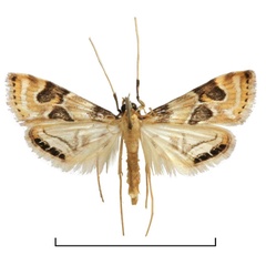 /filer/webapps/moths/media/images/C/carcassoni_Eoophyla_PT_BMNH.jpg