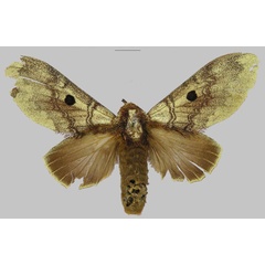 /filer/webapps/moths/media/images/A/alena_Gastroplakaeis_PTF_RMCA.jpg