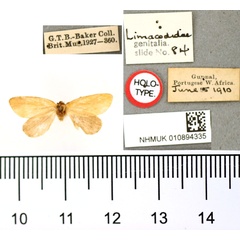 /filer/webapps/moths/media/images/C/concolor_Paragetor_HT_BMNH.jpg