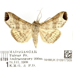 /filer/webapps/moths/media/images/U/ungulata_Nyctennomos_AM_BMNH_02.jpg