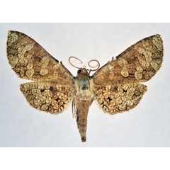 /filer/webapps/moths/media/images/S/spilotata_Opula_AM_NHMO.jpg