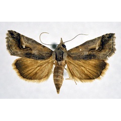 /filer/webapps/moths/media/images/Y/yemenitica_Rhynchina_AF_NHMO.jpg