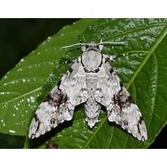/filer/webapps/moths/media/images/N/natalensis_Macropoliana_AM_Schmit.jpg
