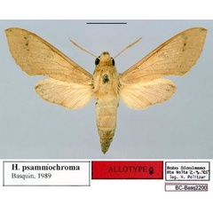/filer/webapps/moths/media/images/P/psammochroma_Hippotion_AT_Basquin.jpg
