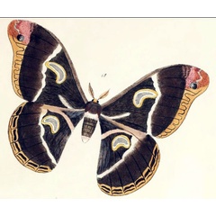 /filer/webapps/moths/media/images/G/getula_Philosamia_Maassen_1885_68.jpg