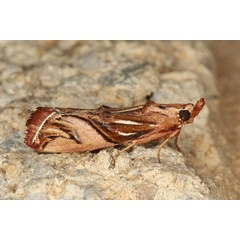 /filer/webapps/moths/media/images/M/magella_Trachypteryx_A_Heynsa.jpg