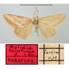 /filer/webapps/moths/media/images/C/carolinae_Nolidia_PTM_TMSA.jpg