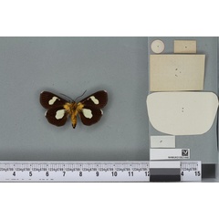 /filer/webapps/moths/media/images/H/hampsoni_Rothia_ST_BMNHb.jpg
