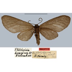/filer/webapps/moths/media/images/D/decaryi_Fletcherinia_HT_MNHN.jpg