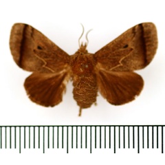 /filer/webapps/moths/media/images/S/subterminalis_Hyphorma_AF_BMNH.jpg