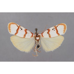 /filer/webapps/moths/media/images/P/postflavida_Cyana_HT_BMNH.jpg