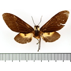 /filer/webapps/moths/media/images/N/nigerrima_Casphalia_AF_BMNH.jpg
