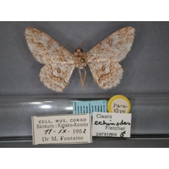 /filer/webapps/moths/media/images/E/echinodes_Cleora_PT_RMCA_01.jpg