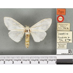 /filer/webapps/moths/media/images/L/lemuria_Dasychira_PLT_BMNH.jpg
